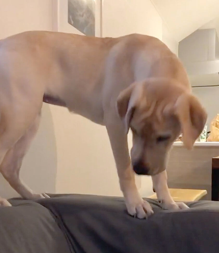 ラブラドールレトリーバー,動画