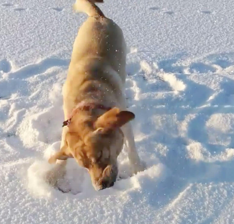 ラブラドールレトリーバー,動画