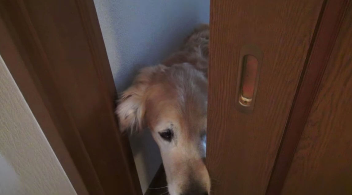 ゴールデンレトリーバー,動画