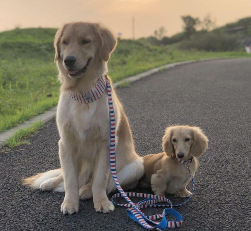 ゴールデンレトリーバー,動画