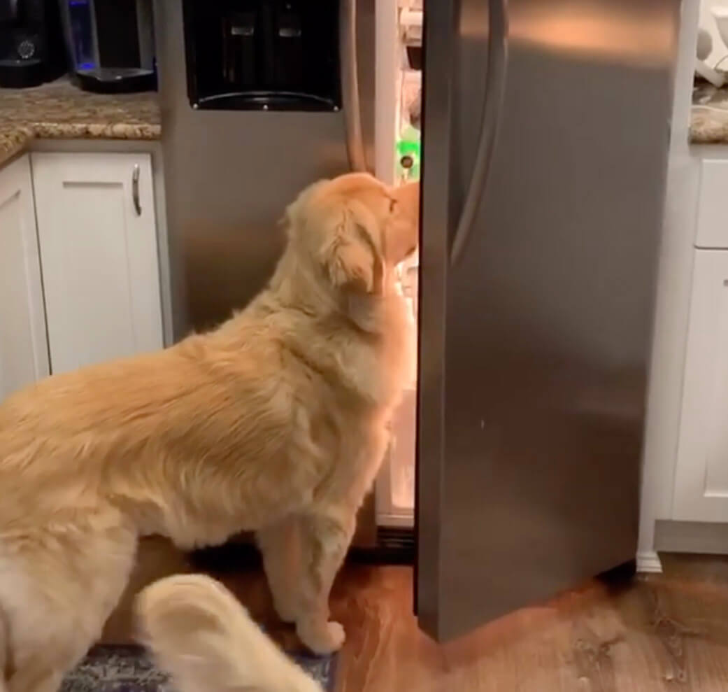 ゴールデンレトリーバー,動画