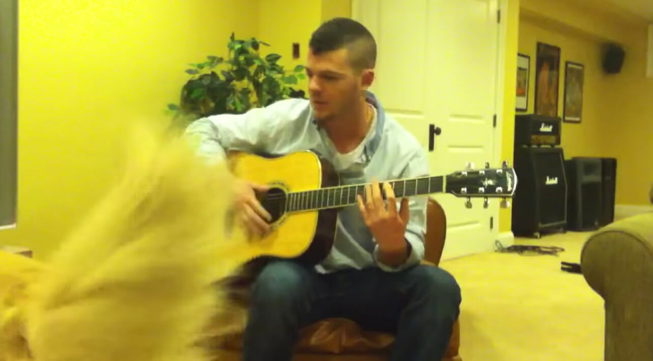 ゴールデンレトリーバー,動画