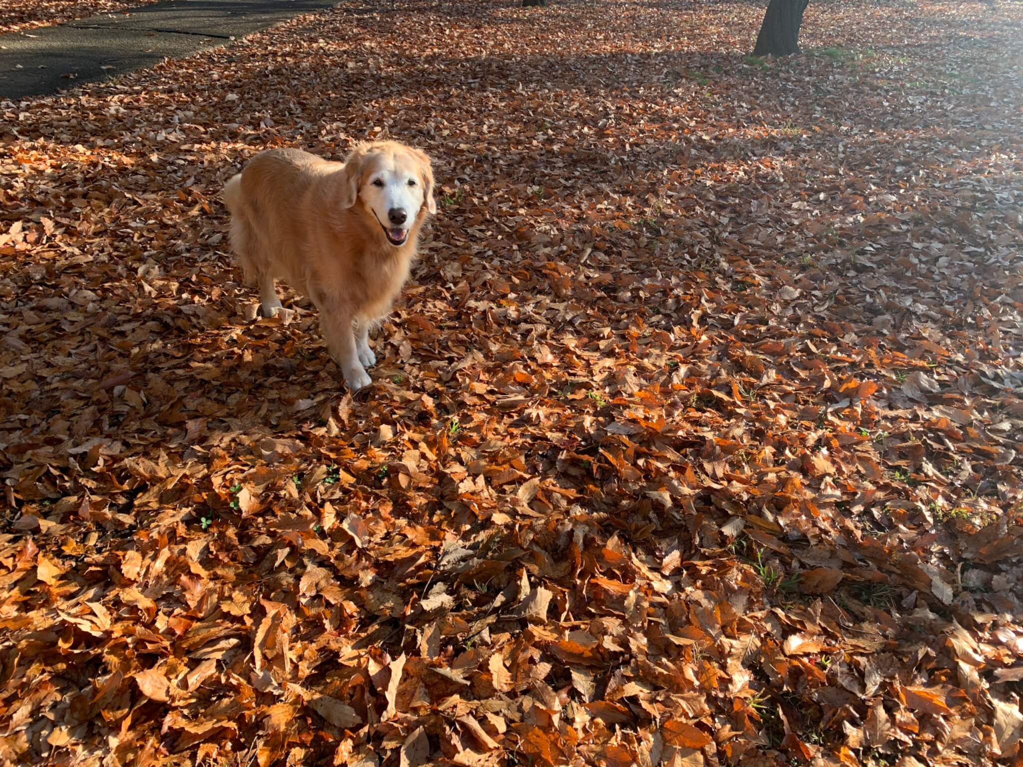 レトリーバー,ごはん