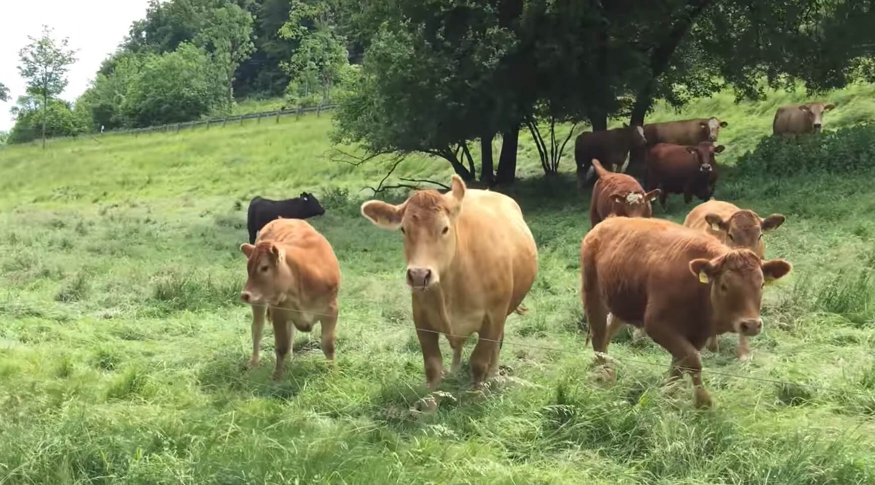 ラブラドールレトリーバー,動画