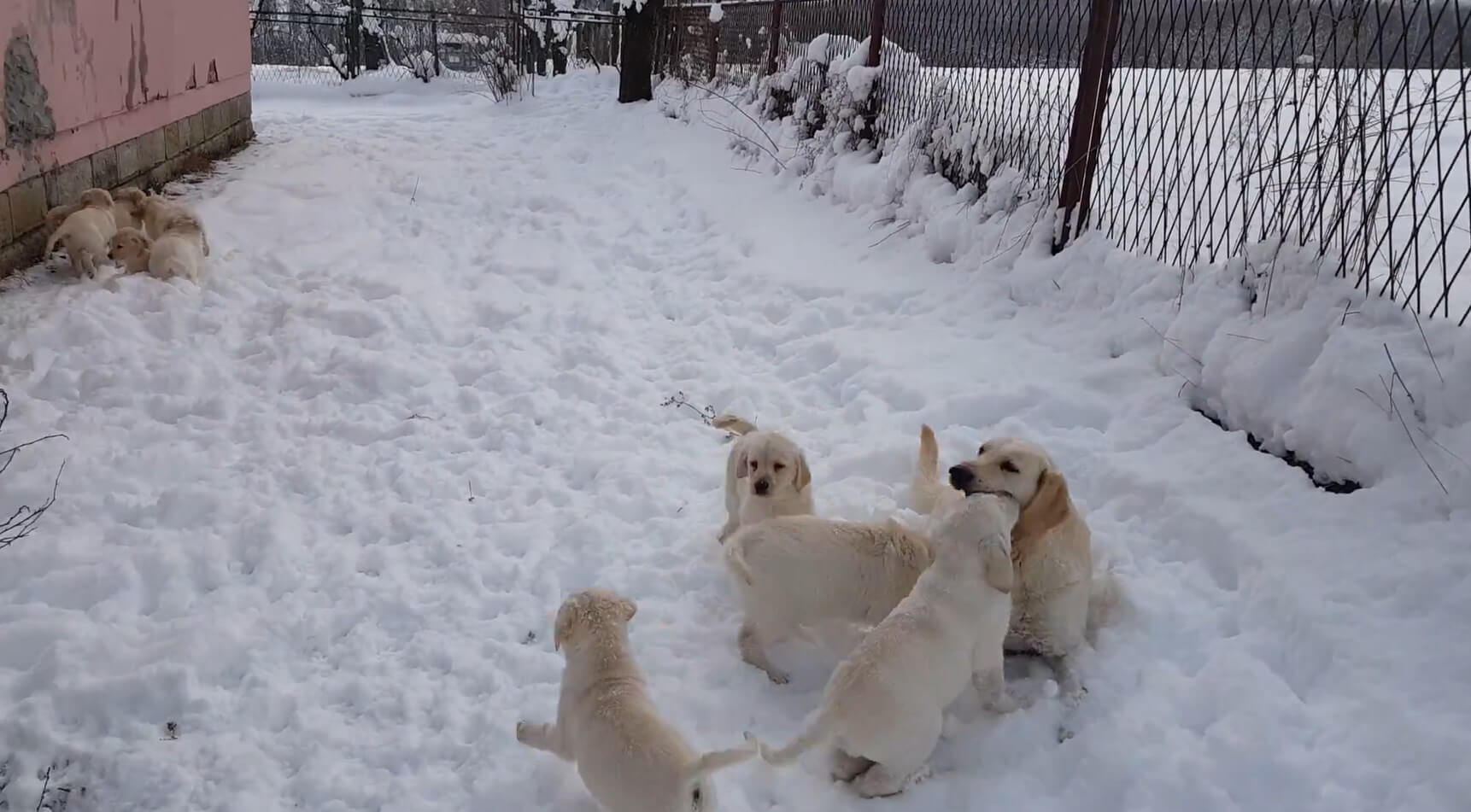 ラブラドールレトリーバー,動画