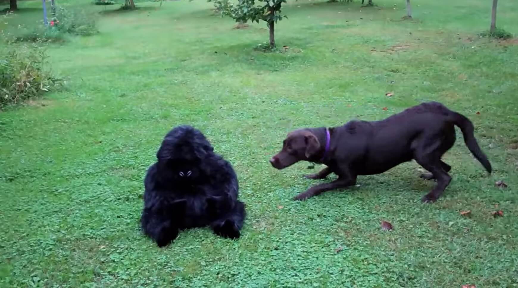 ラブラドールレトリーバー,動画