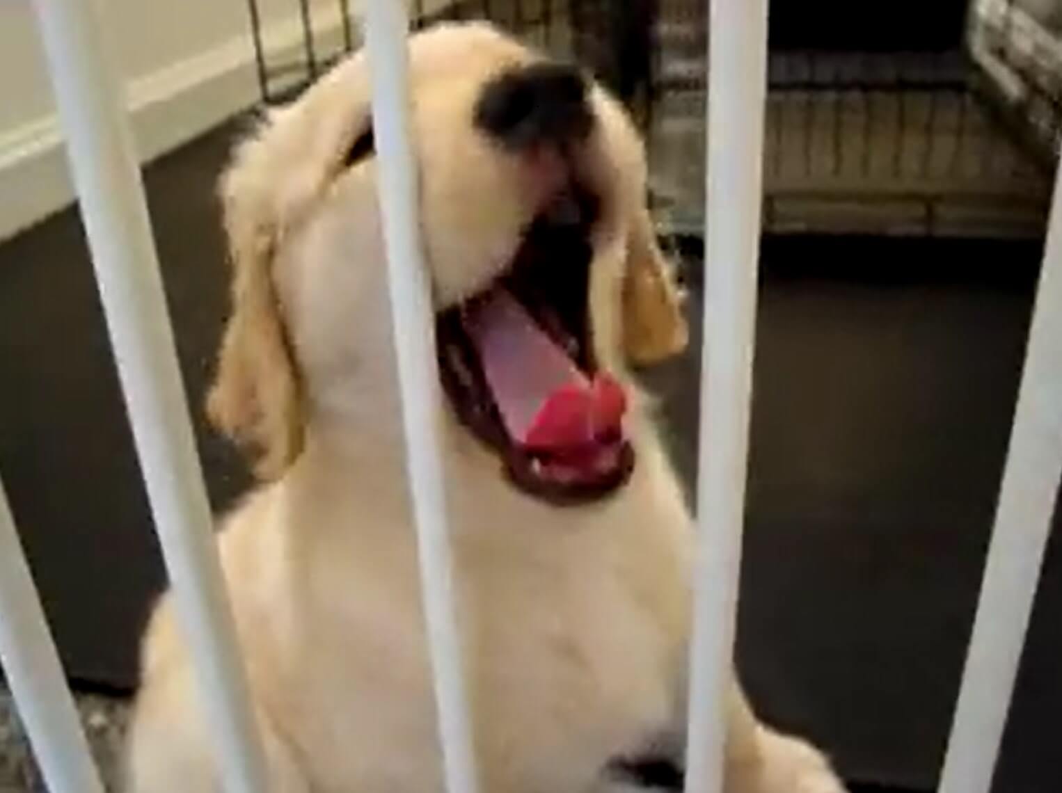 ゴールデンレトリーバー,動画