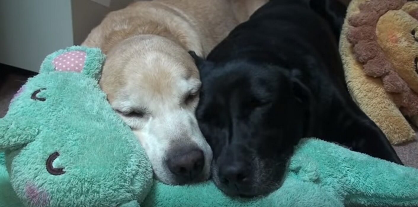 ラブラドールレトリーバー,動画