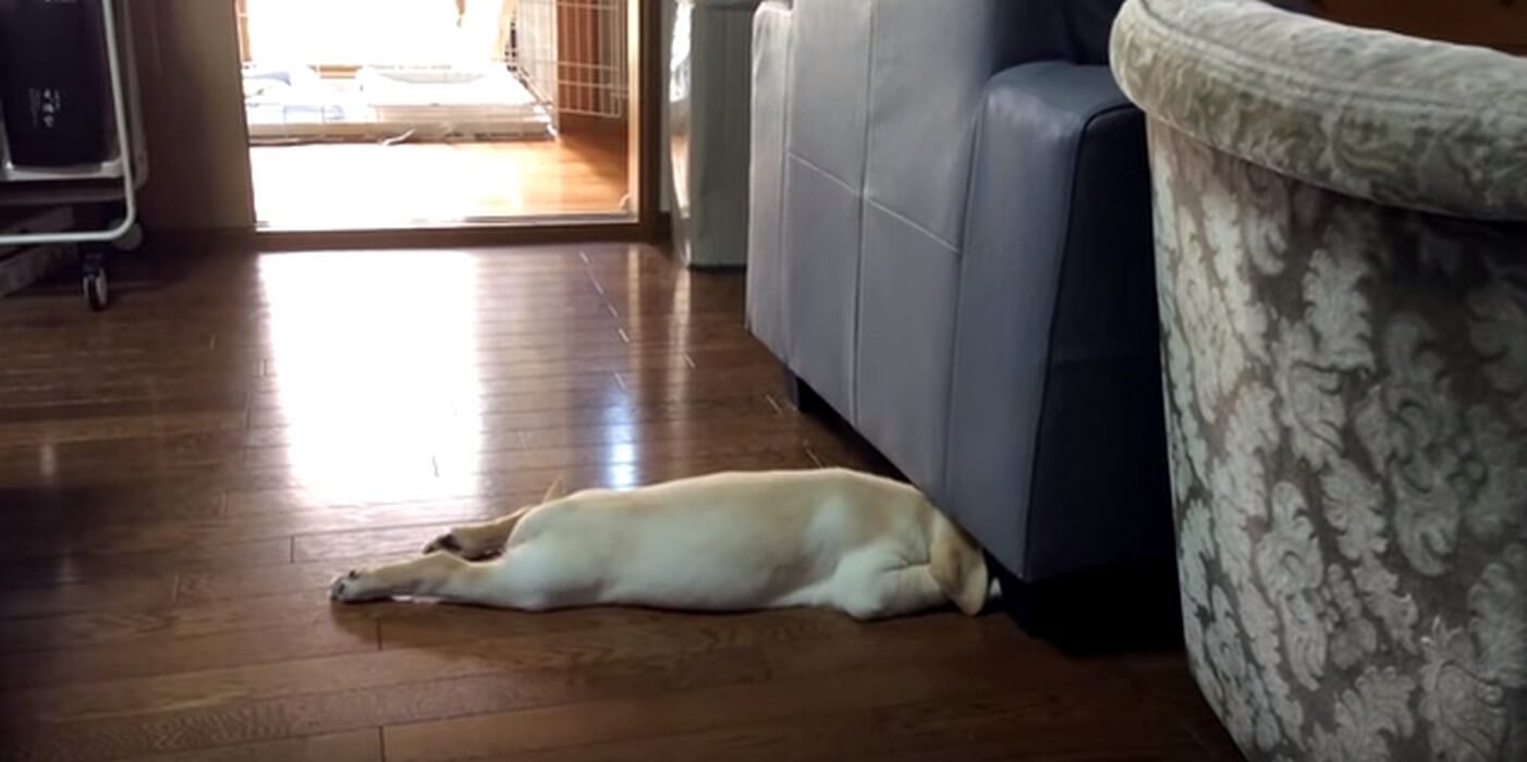 ラブラドールレトリーバー,動画