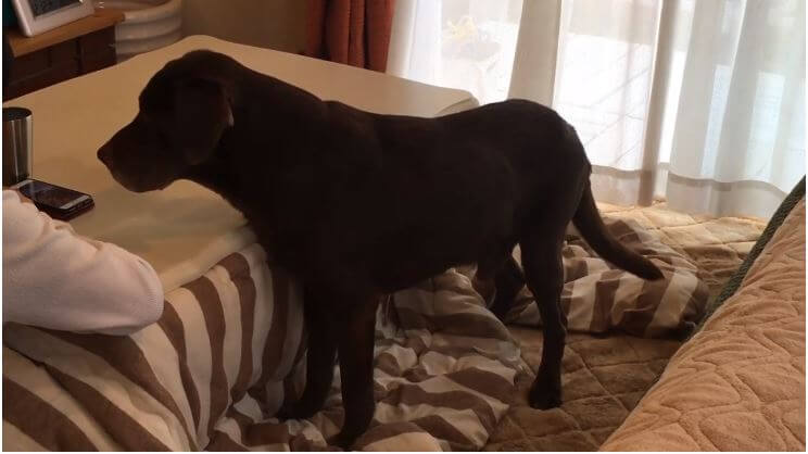 ラブラドールレトリーバー,動画