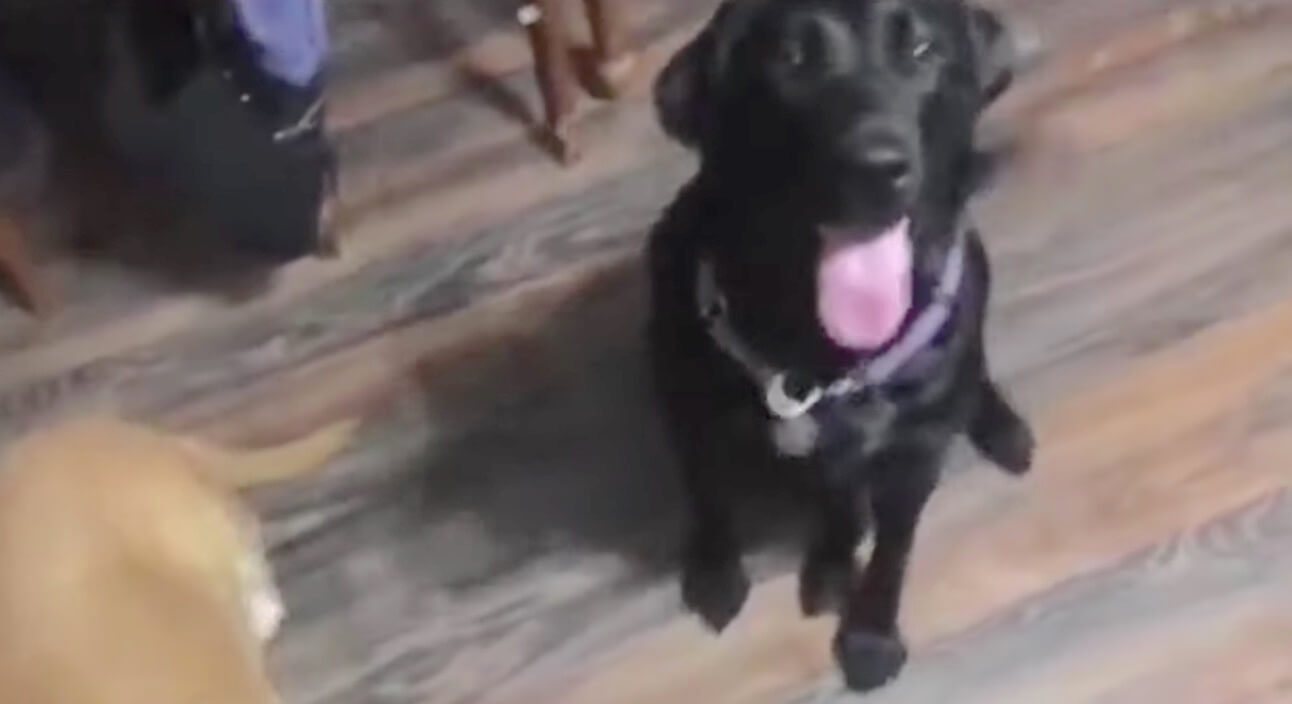 ラブラドールレトリーバー,動画