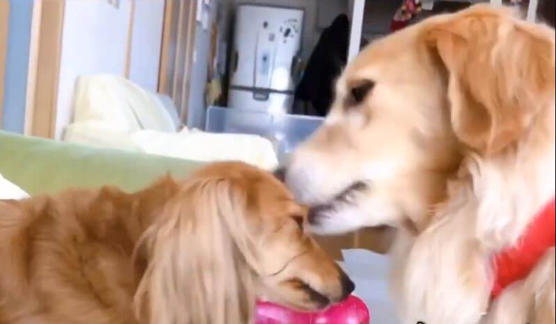 ゴールデンレトリーバー,動画