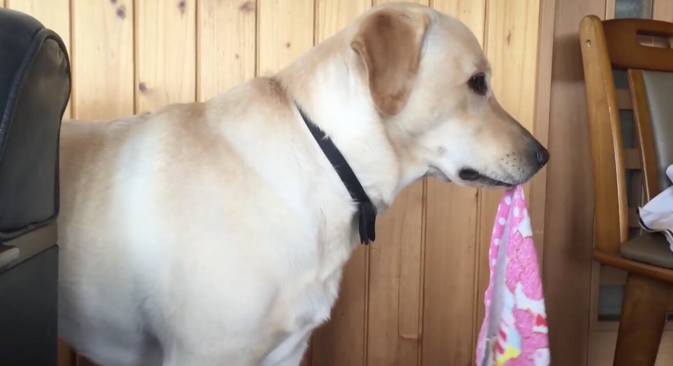 ラブラドールレトリーバー,動画