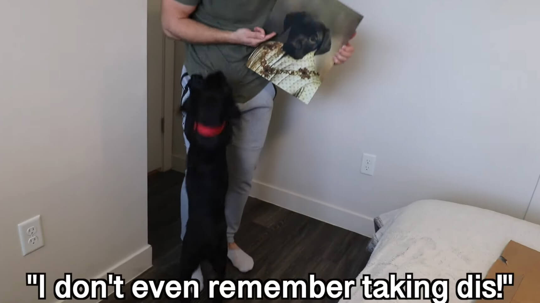 ラブラドールレトリーバー,動画