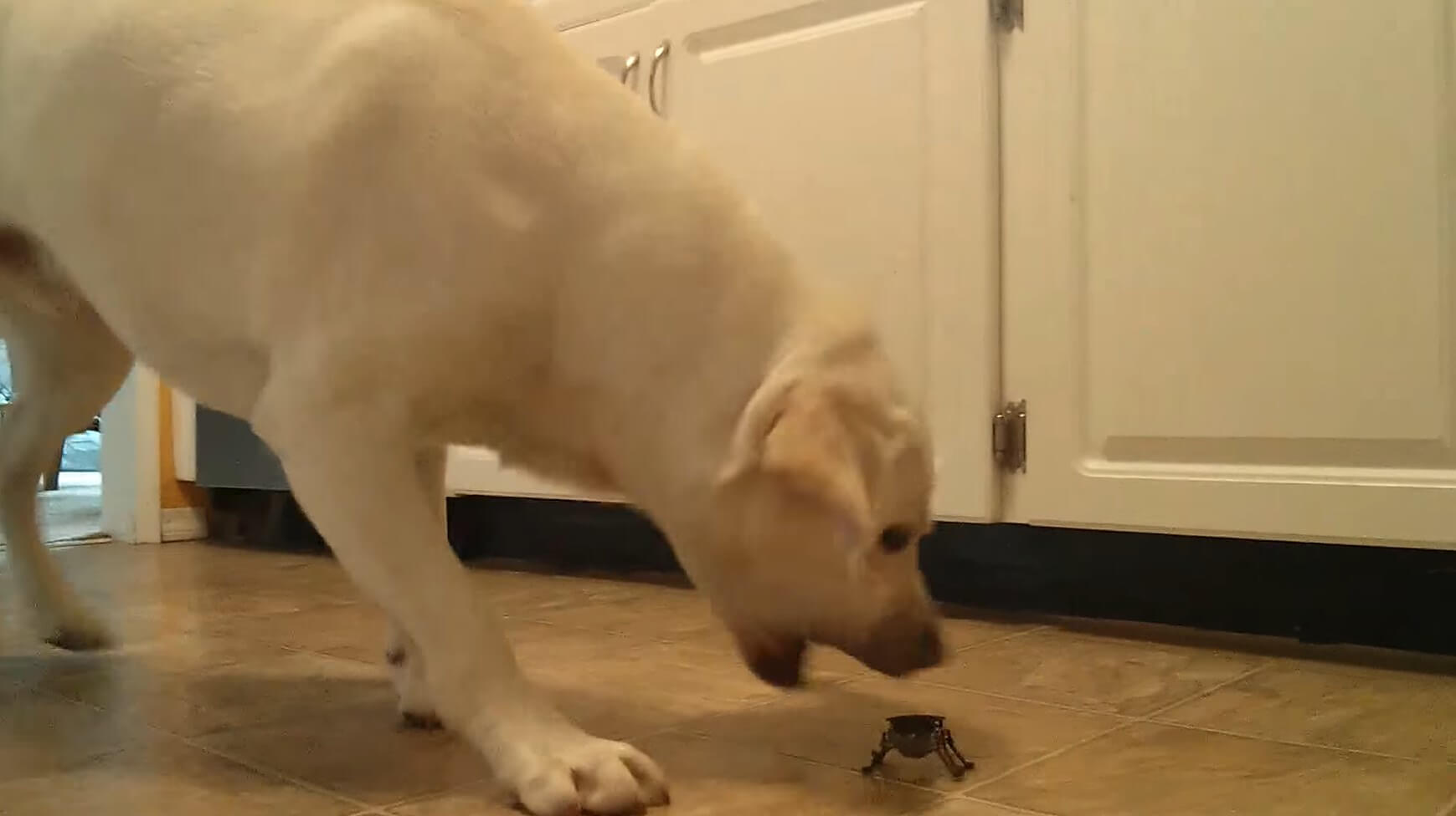 ラブラドールレトリーバー,動画