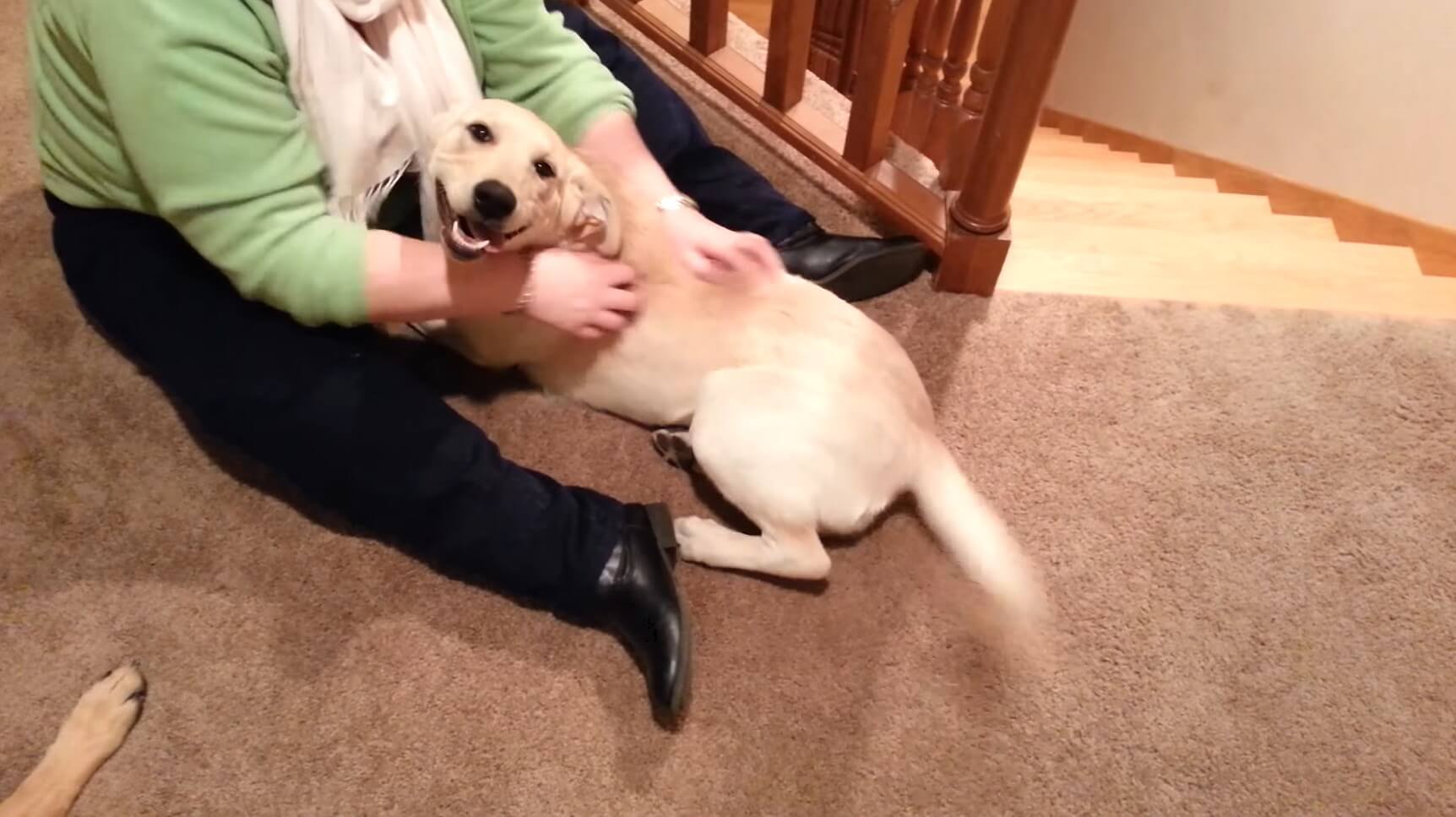 ラブラドールレトリーバー,動画