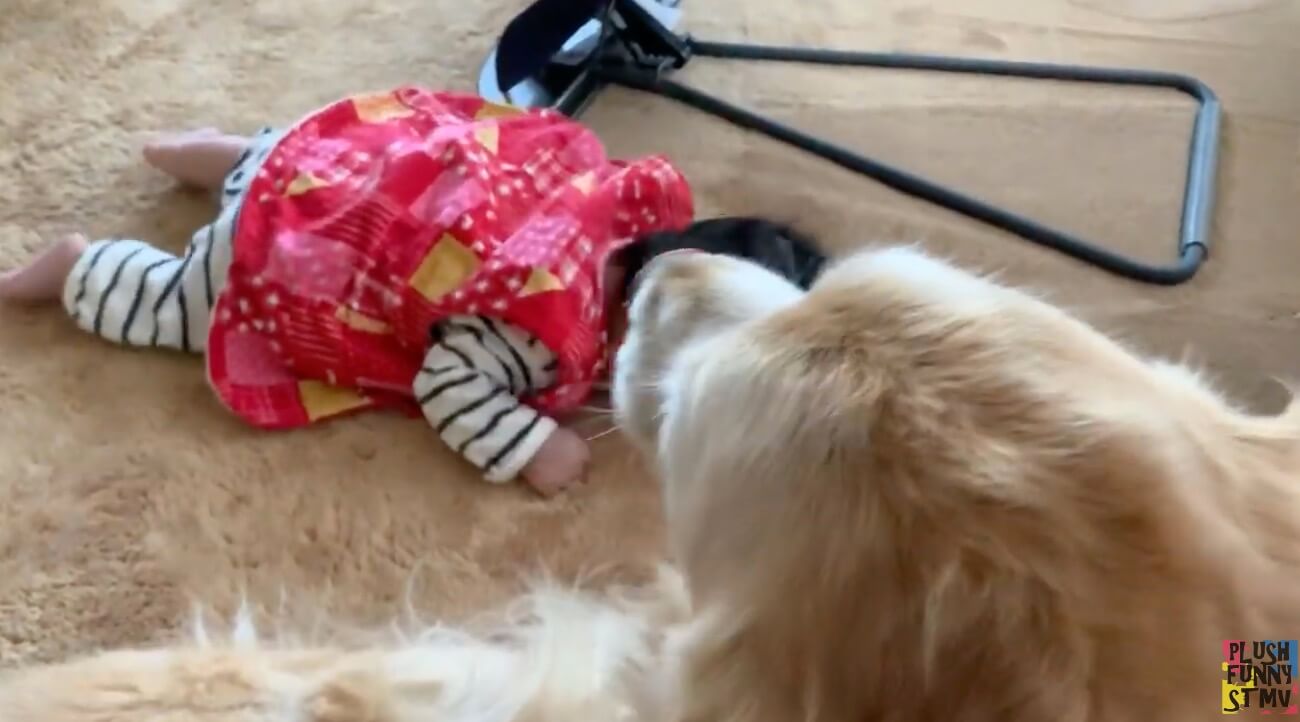 ゴールデンレトリーバー,動画