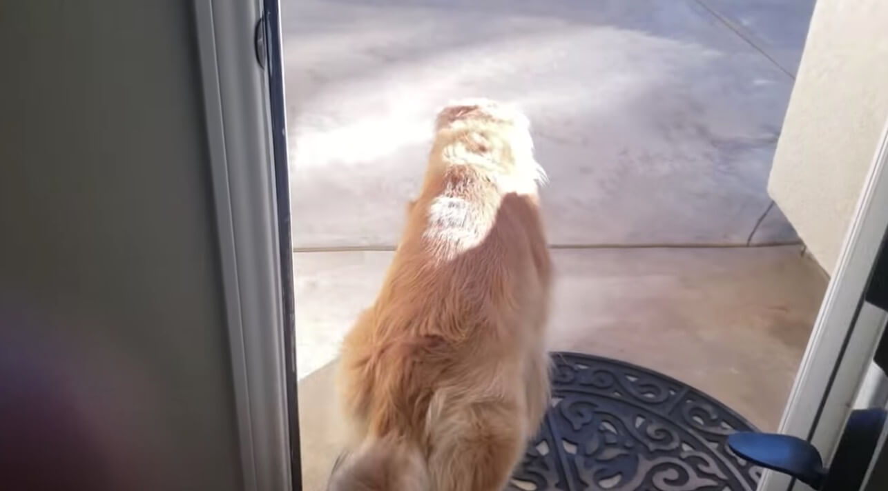 ゴールデンレトリーバー,動画