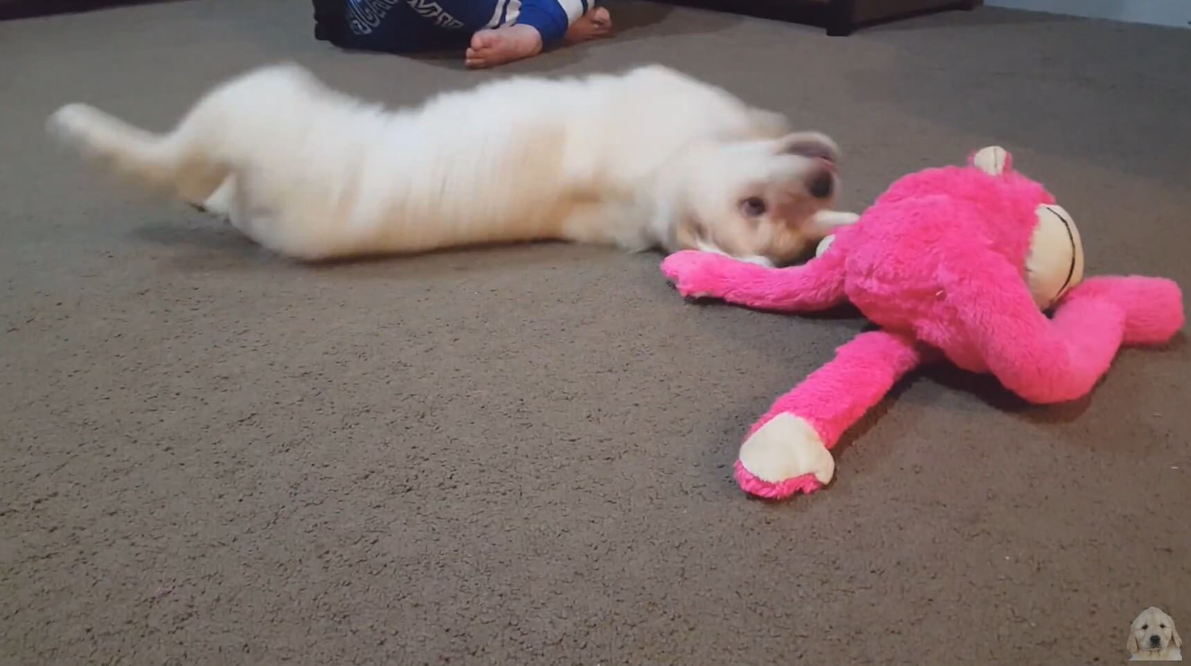 ゴールデンレトリーバー,動画