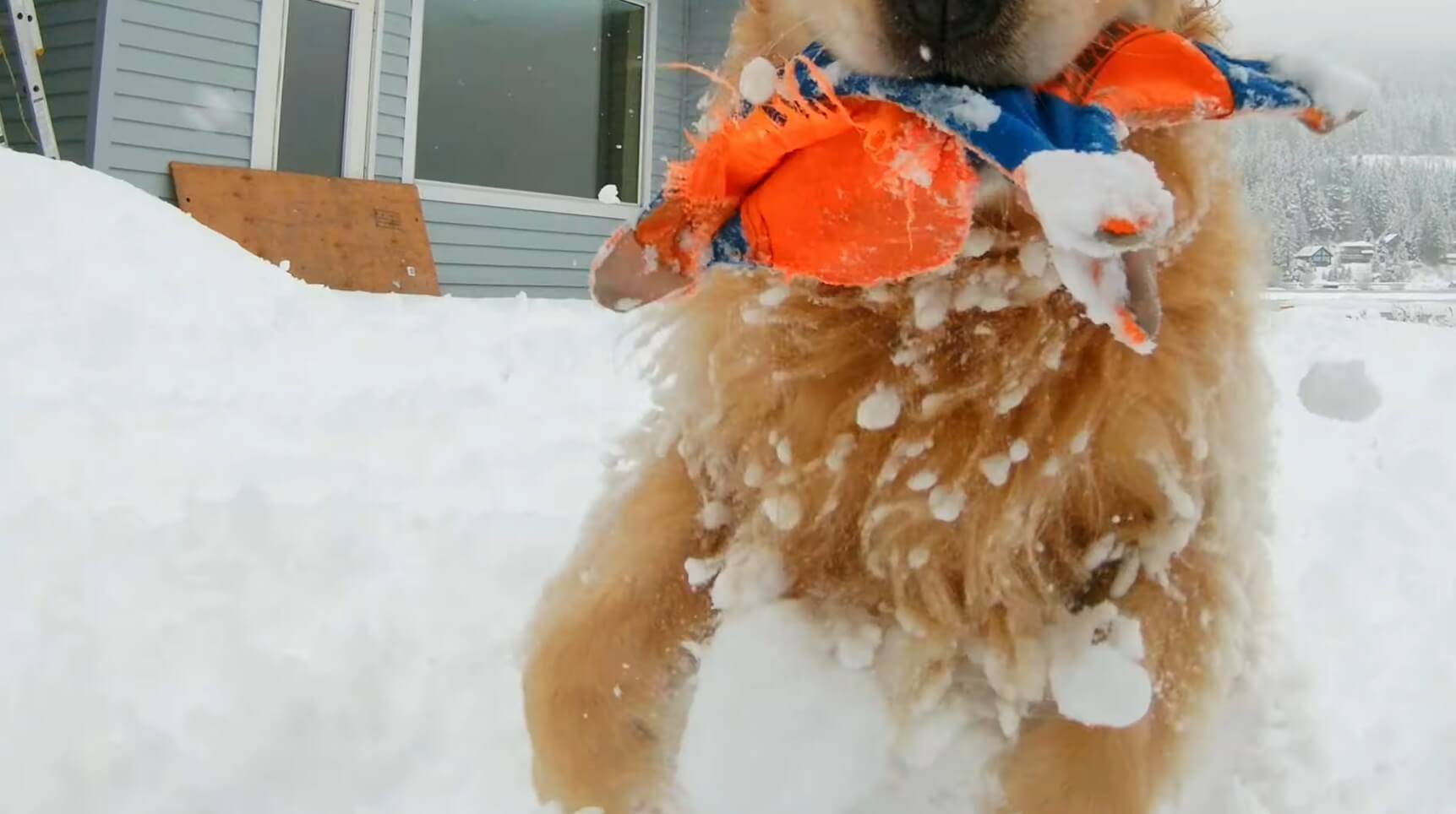 ゴールデンレトリーバー,動画