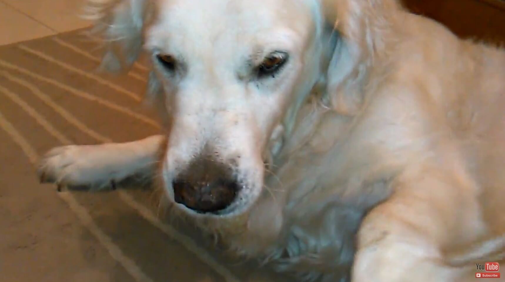 ゴールデンレトリーバー,動画