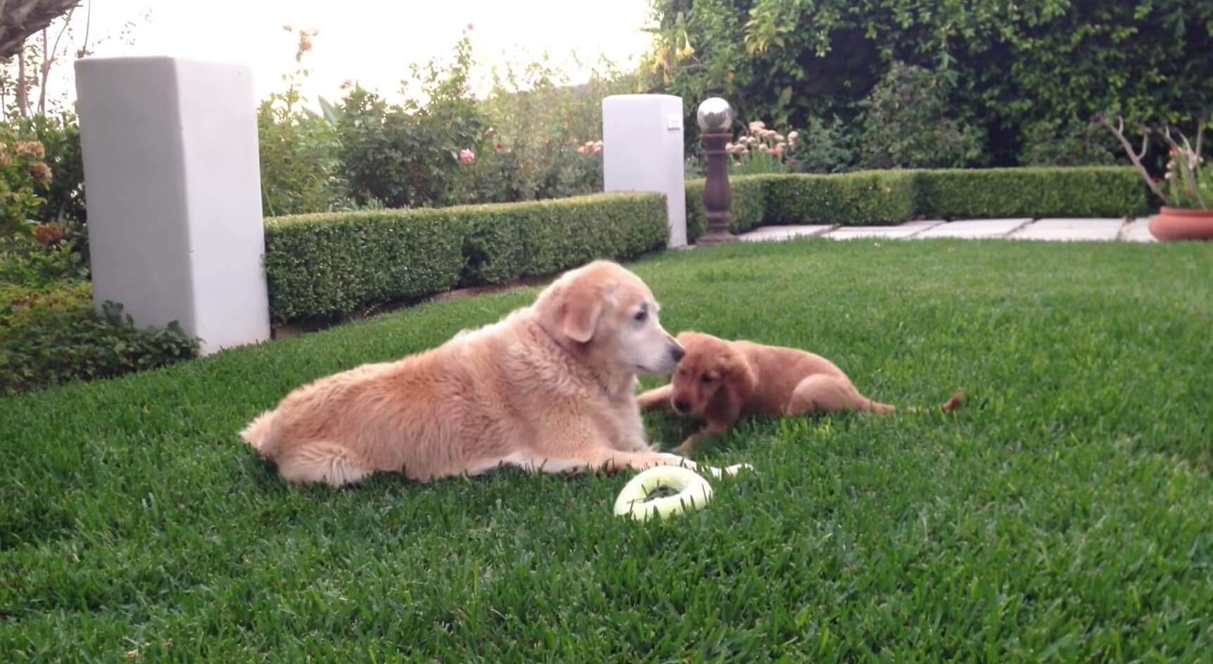 ゴールデンレトリーバー,動画