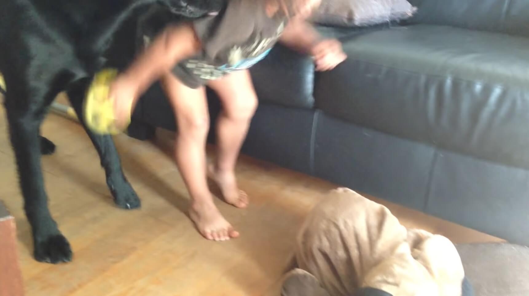 ラブラドールレトリーバー,動画