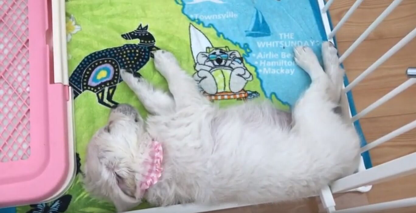 ゴールデンレトリーバー,動画