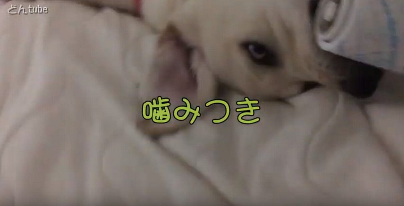 ラブラドールレトリーバー,動画