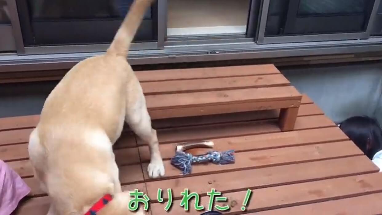 ラブラドールレトリーバー,動画