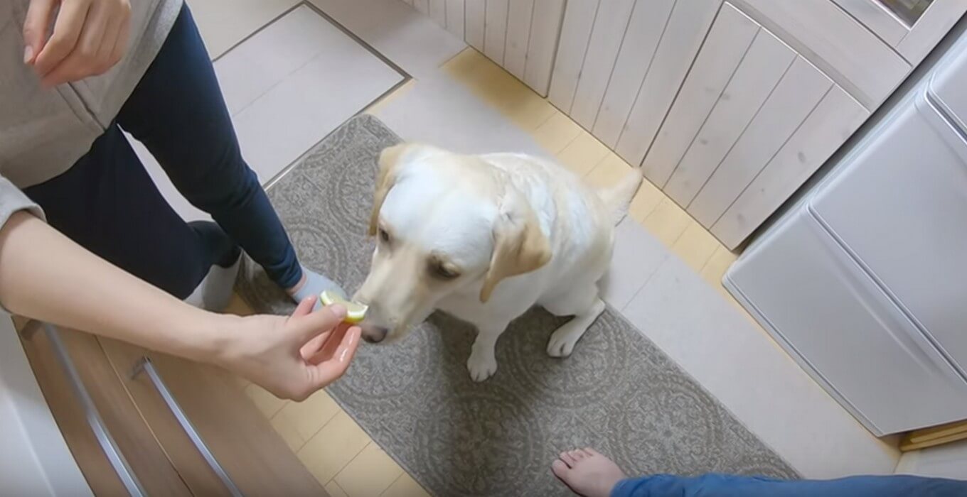 ラブラドールレトリーバー,動画