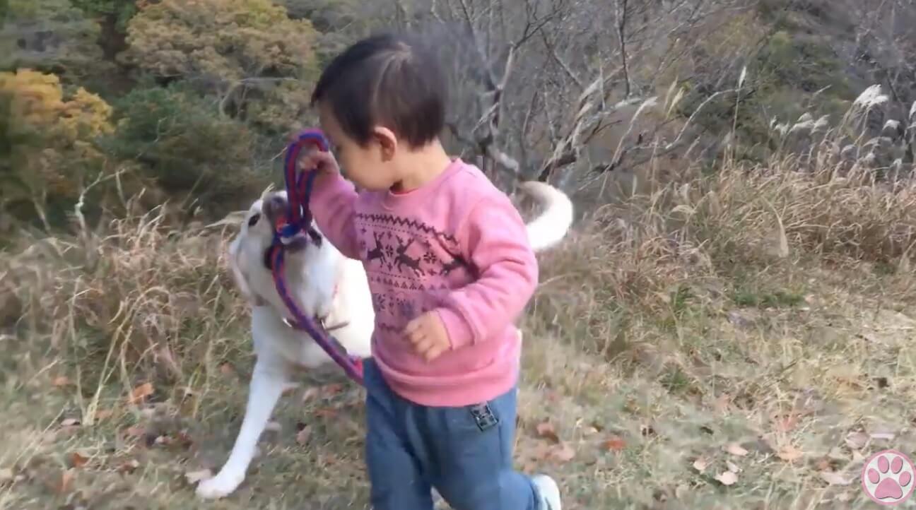 ラブラドールレトリーバー,動画