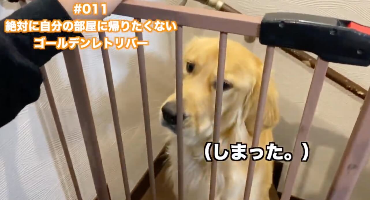 ゴールデンレトリーバー,動画