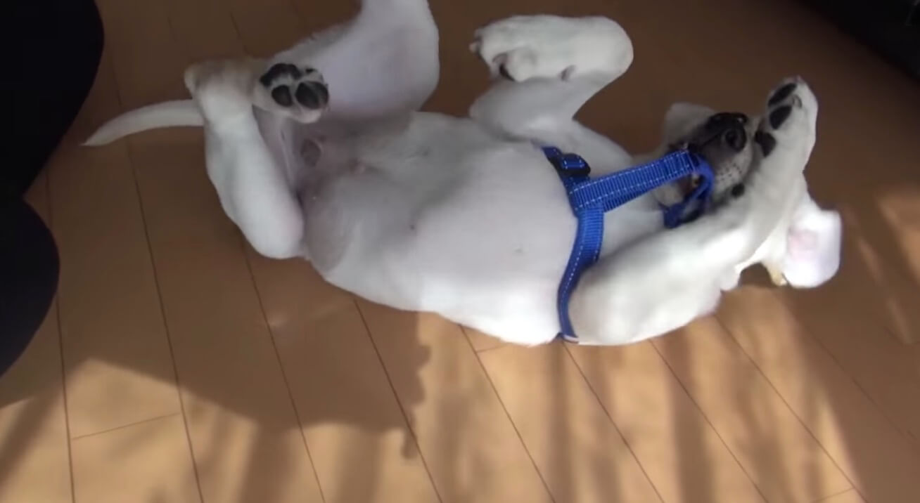 ラブラドールレトリーバー,動画