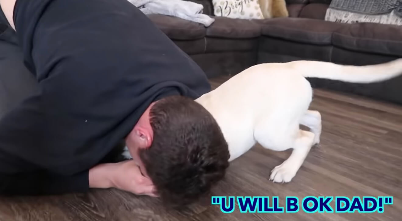 ラブラドールレトリーバー,動画