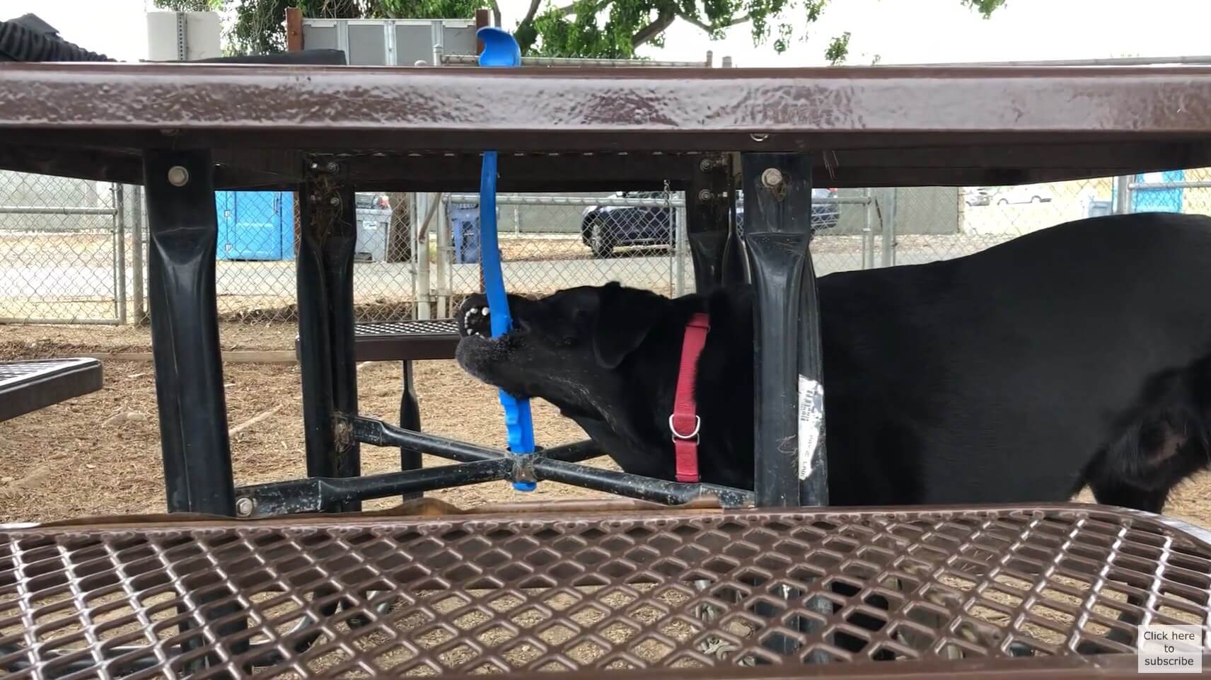 ラブラドールレトリーバー,動画