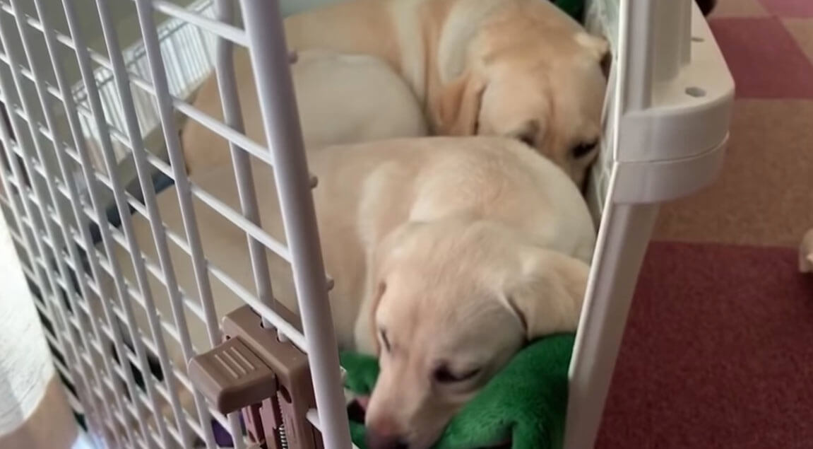ラブラドールレトリーバー,動画