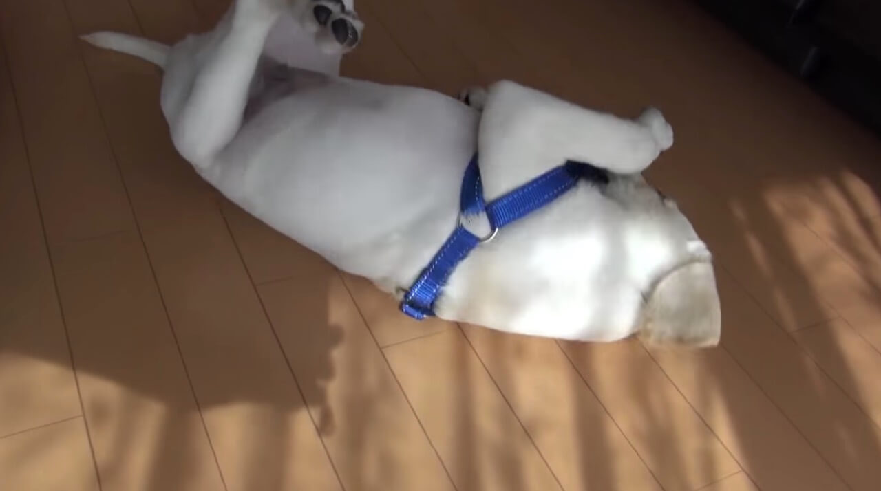 ラブラドールレトリーバー,動画