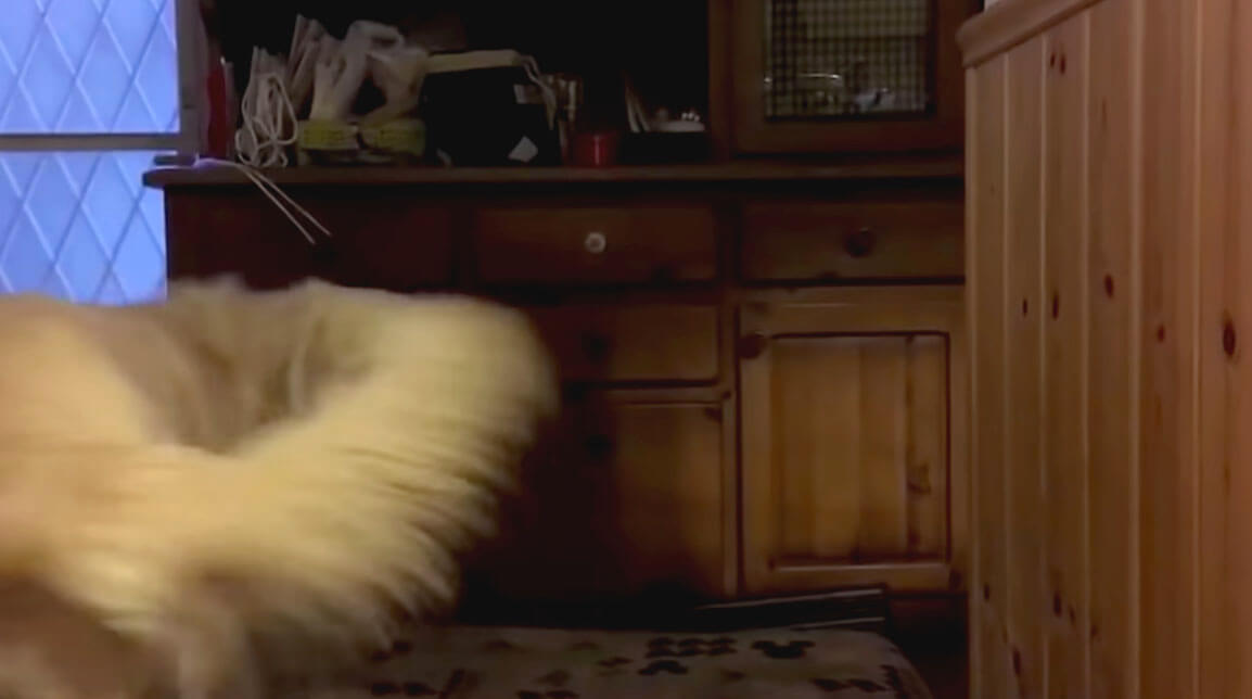 ゴールデンレトリーバー,動画