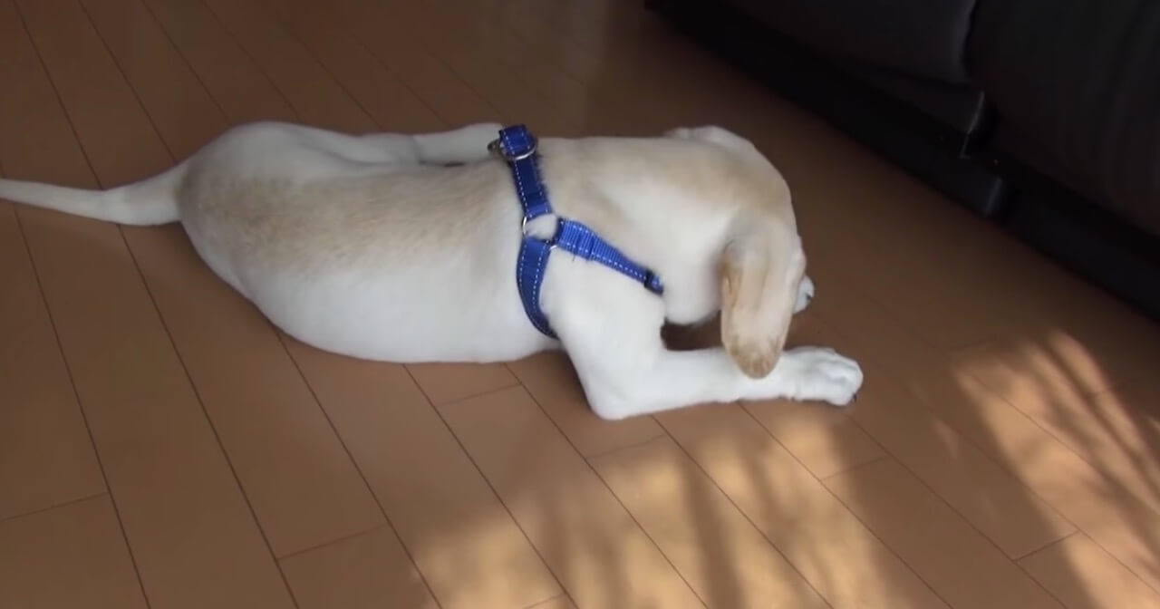 ラブラドールレトリーバー,動画