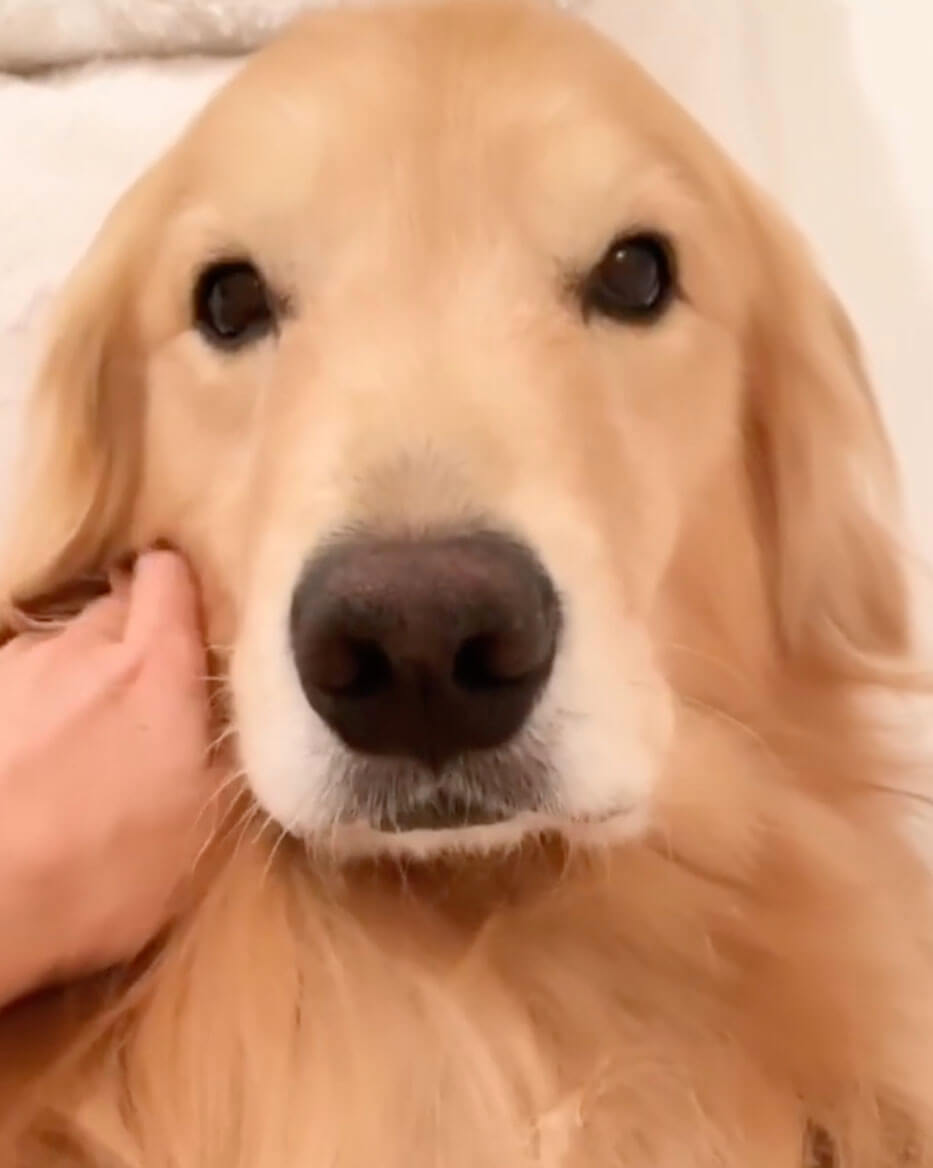 ゴールデンレトリーバー,動画