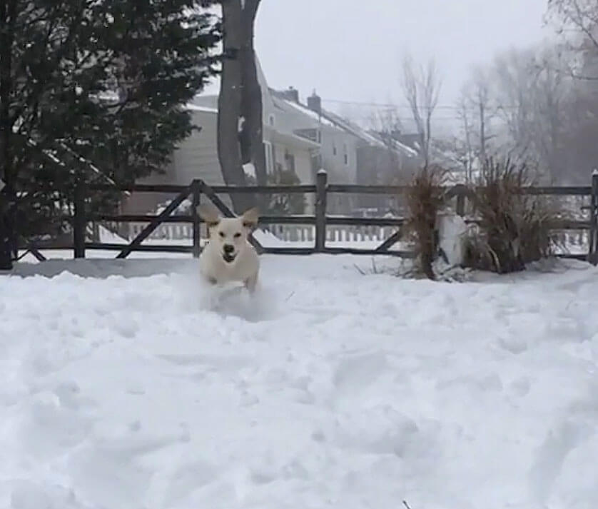 ラブラドールレトリーバー,動画