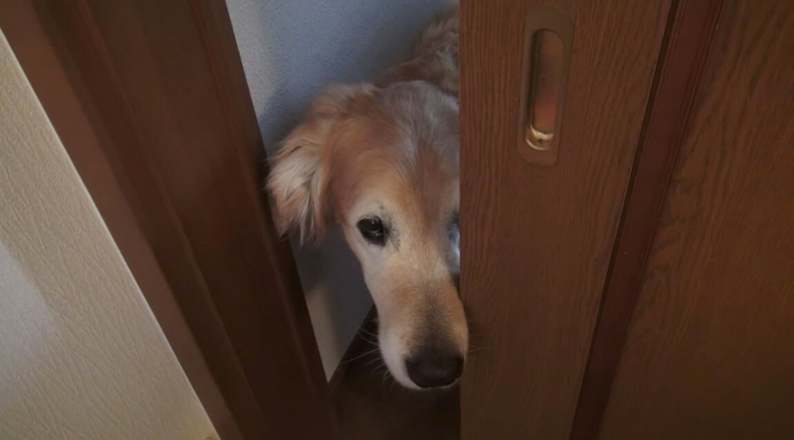 ゴールデンレトリーバー,動画