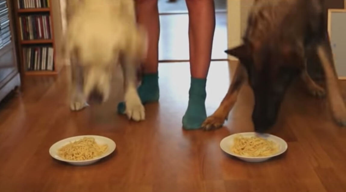 ゴールデンレトリーバー,動画