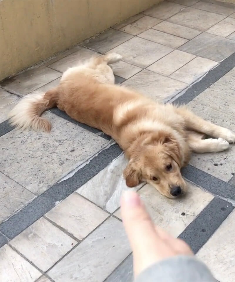 ゴールデンレトリーバー,動画