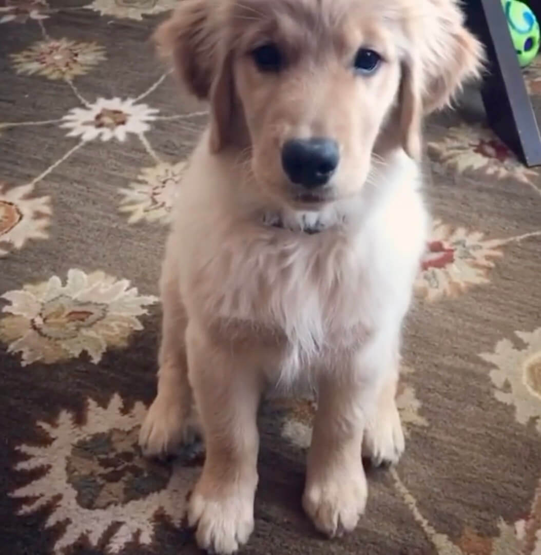 ゴールデンレトリーバー,動画