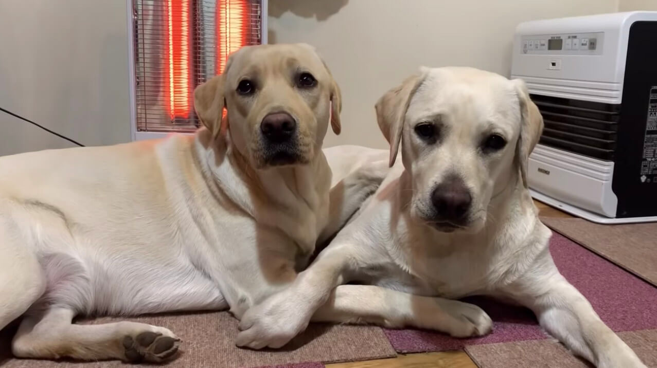 ラブラドールレトリーバー,動画