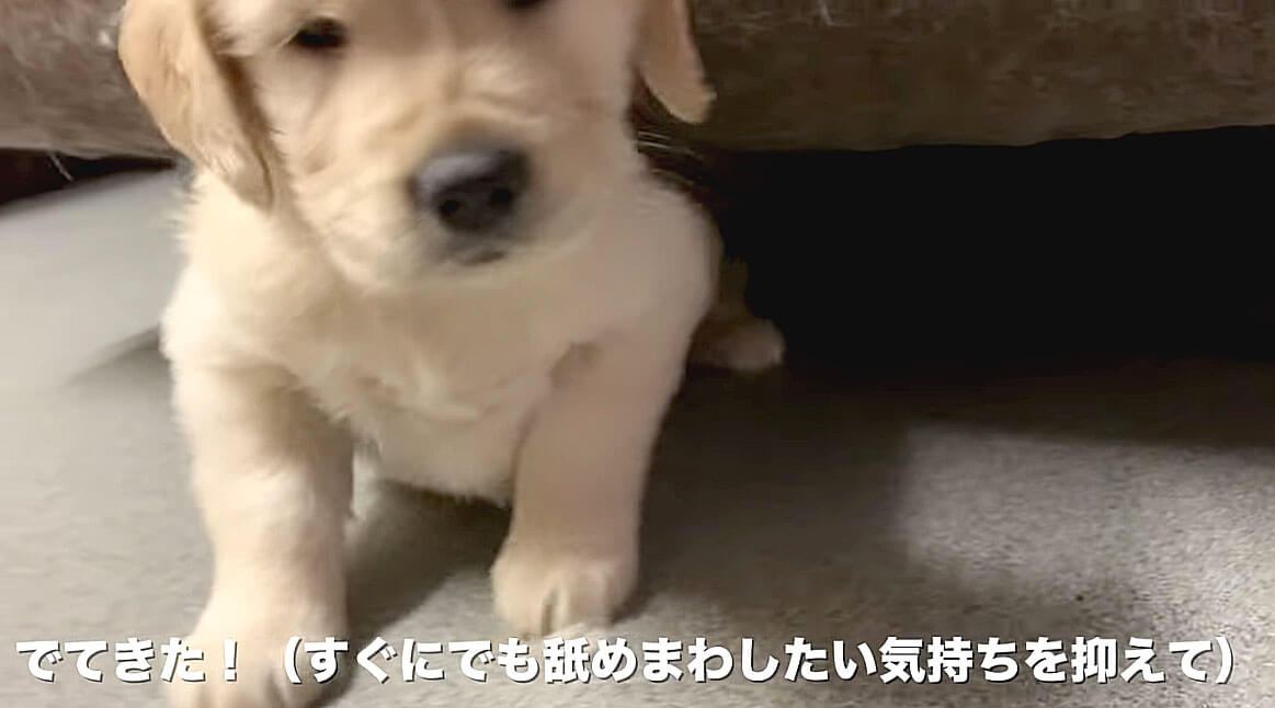 ゴールデンレトリーバー,動画