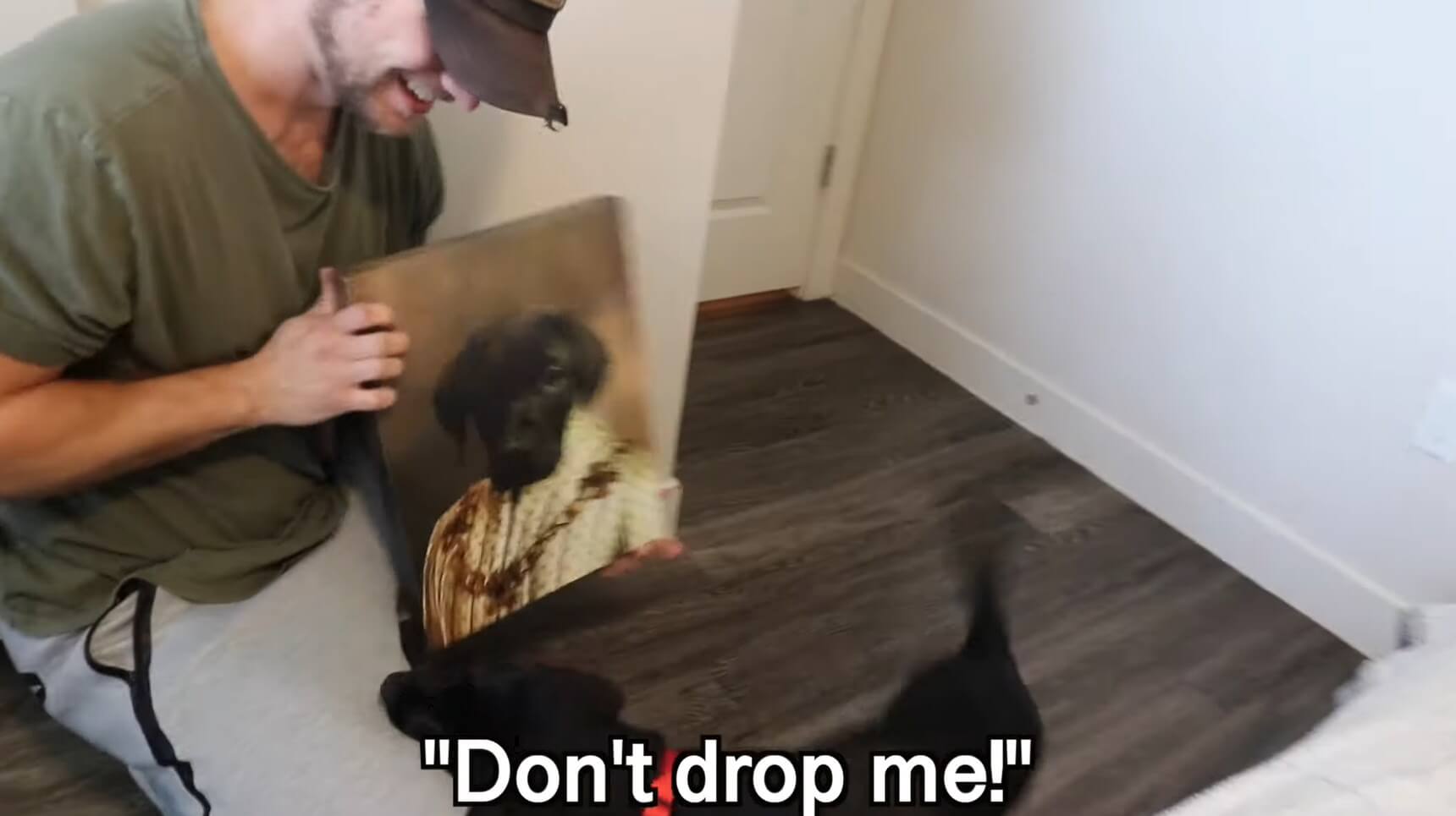 ラブラドールレトリーバー,動画