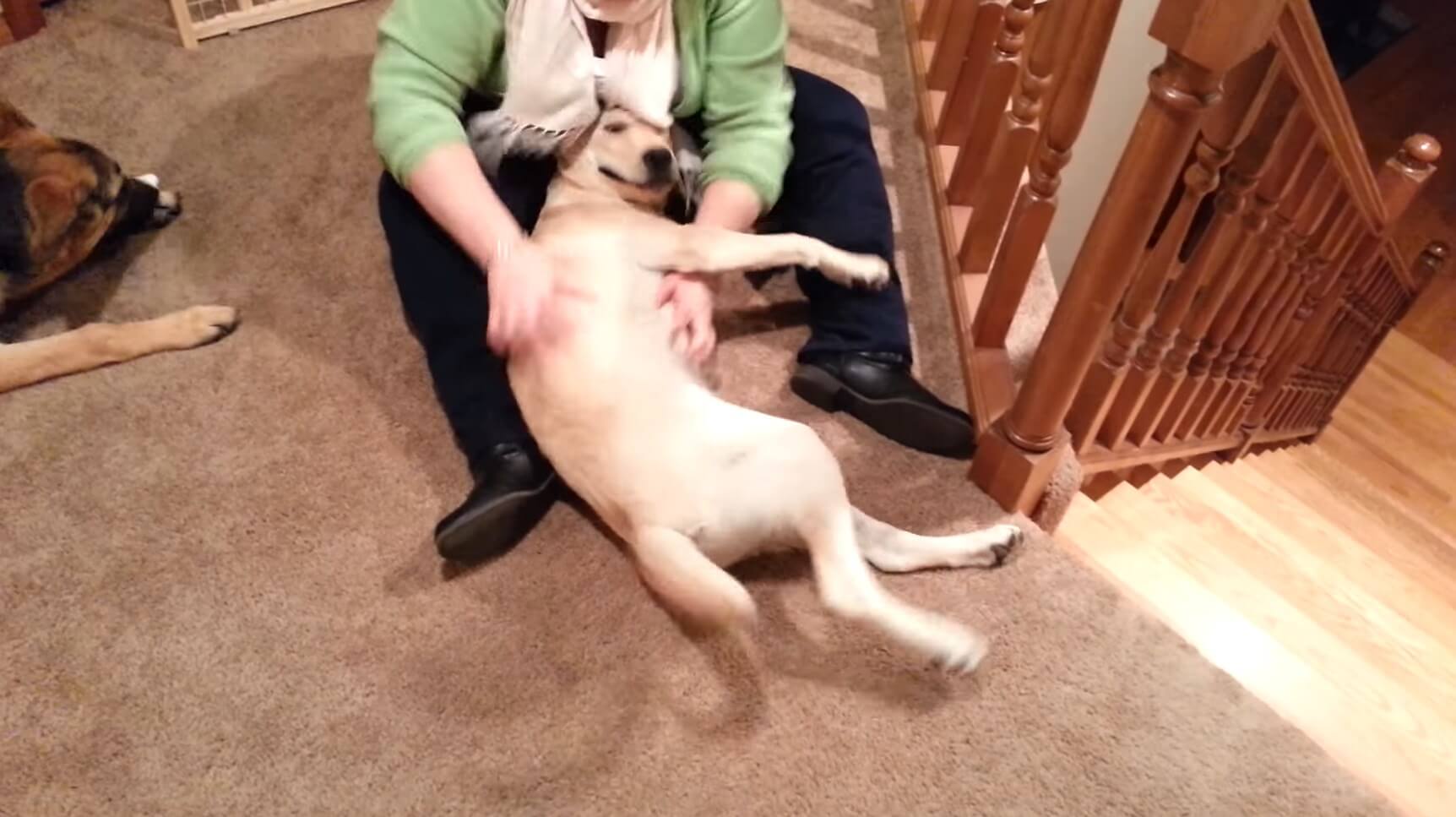 ラブラドールレトリーバー,動画